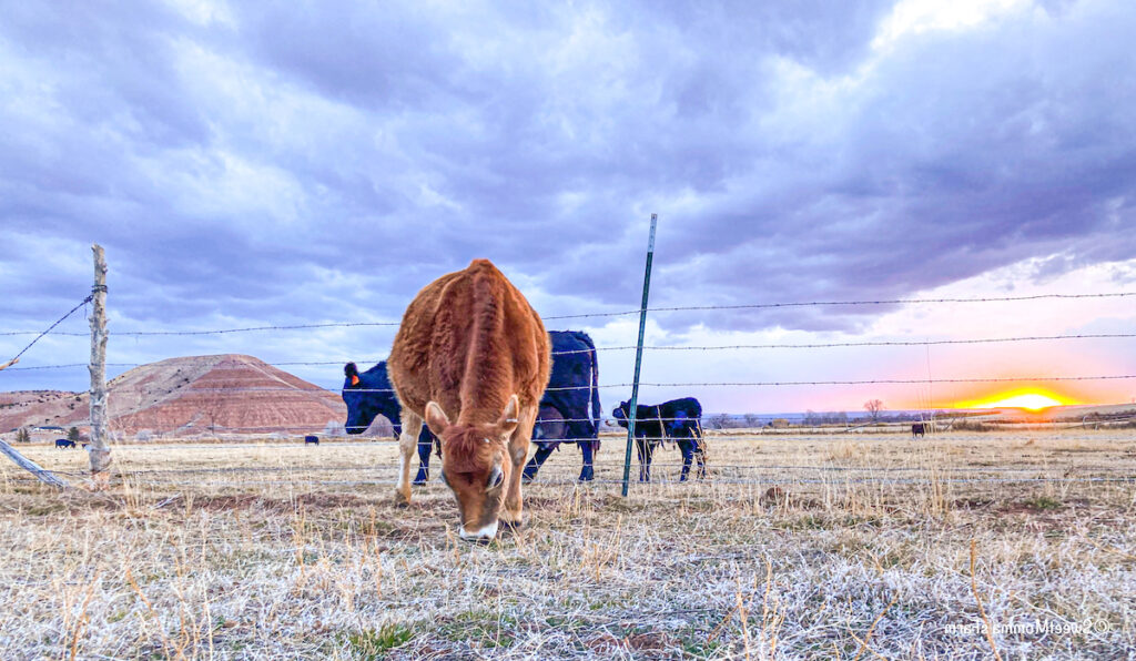 cows grazing in field with sunset in the background