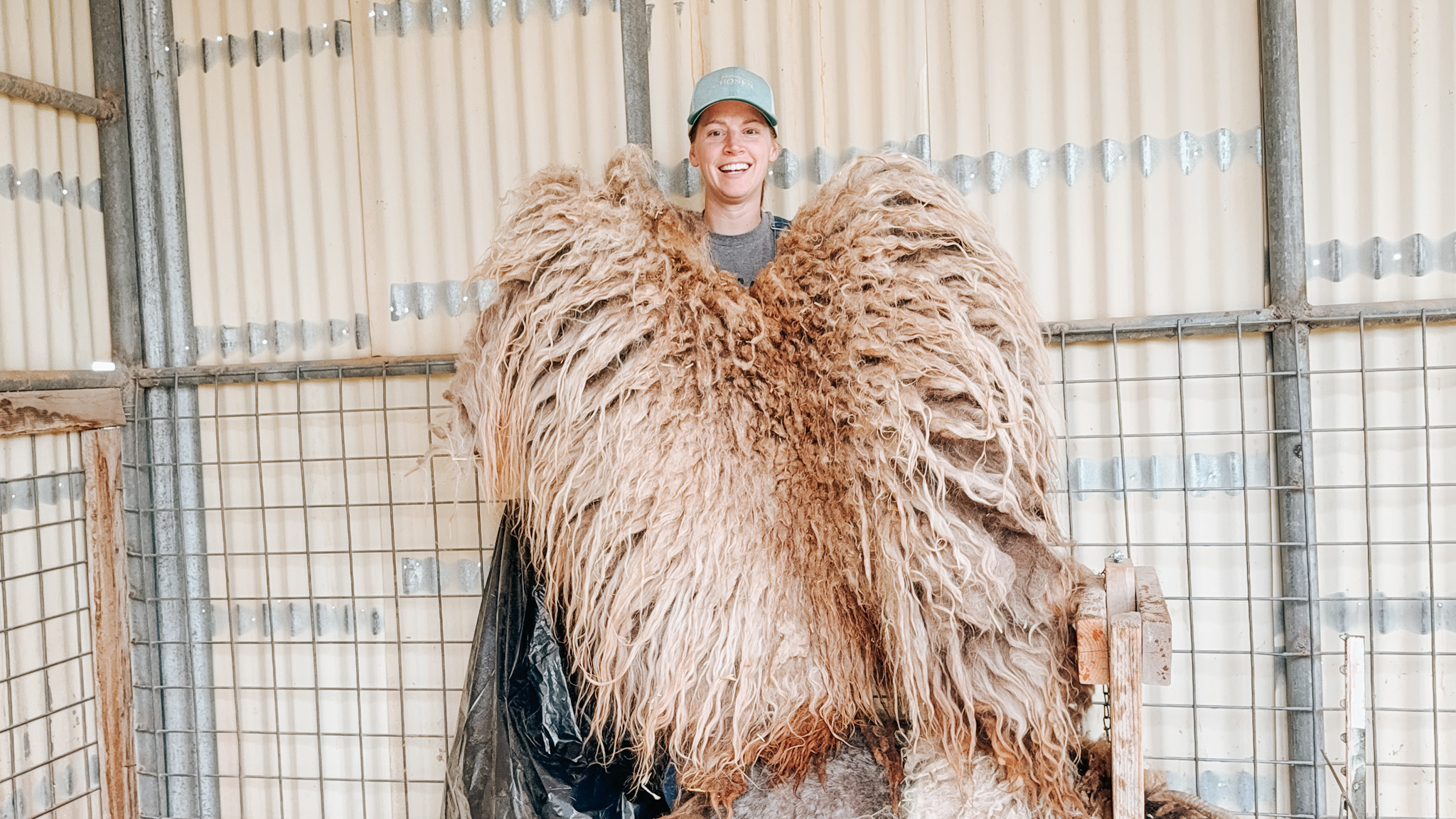 Shearing and Rooing sheep