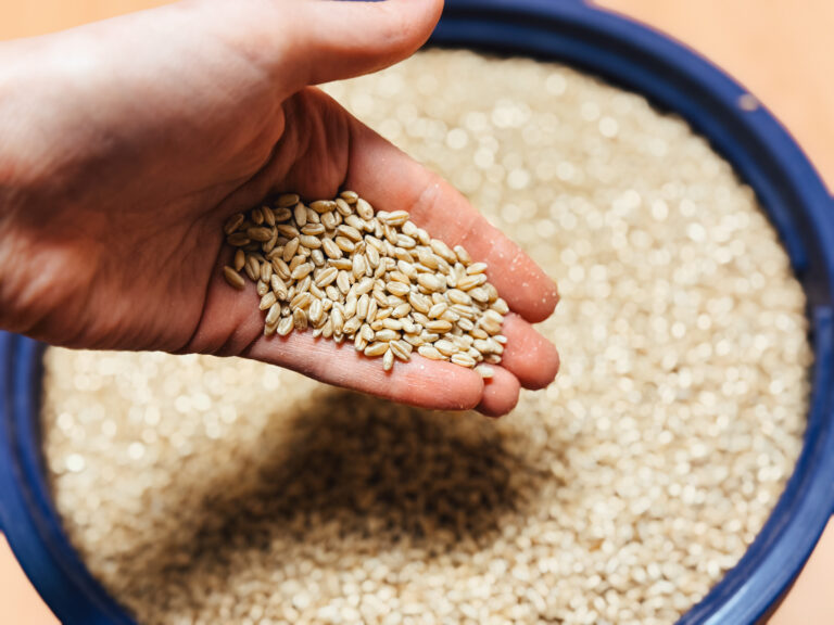 Ancient Grains vs Modern Grains