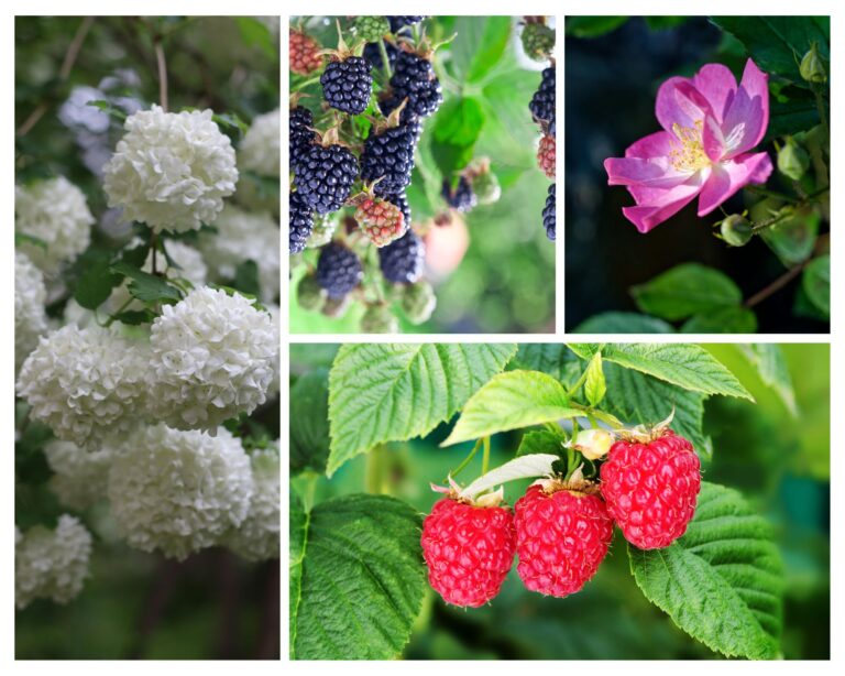 Medicinal Bushes Every Homestead Should Have