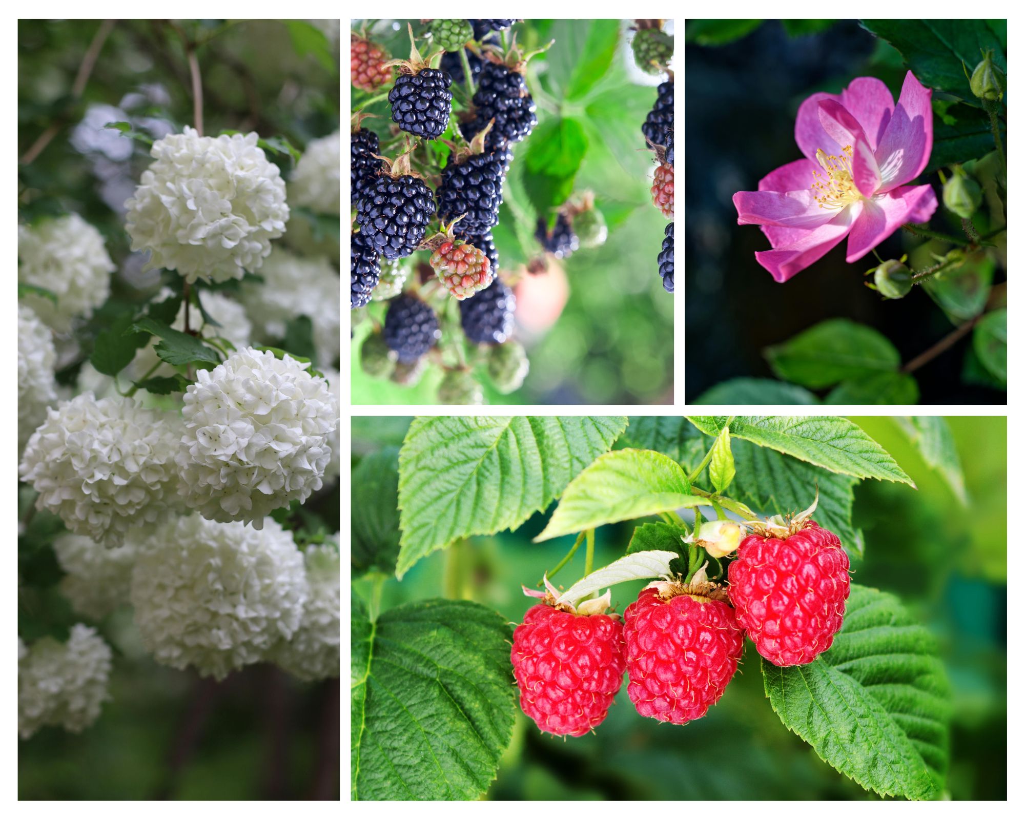 Medicinal Bushes Every Homestead Should Have