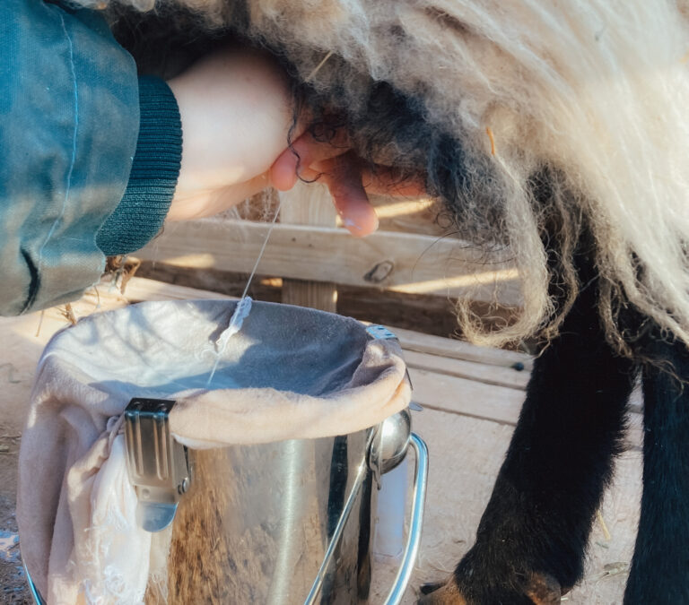 Sheep Milk: A Simple Guide to The Old-World Dairy